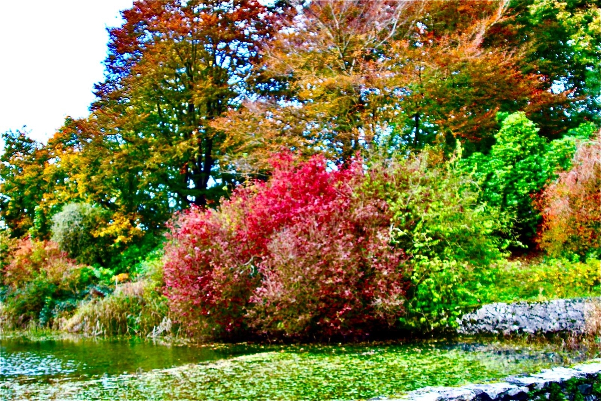 Autumn Colours 2 - Brian Daley